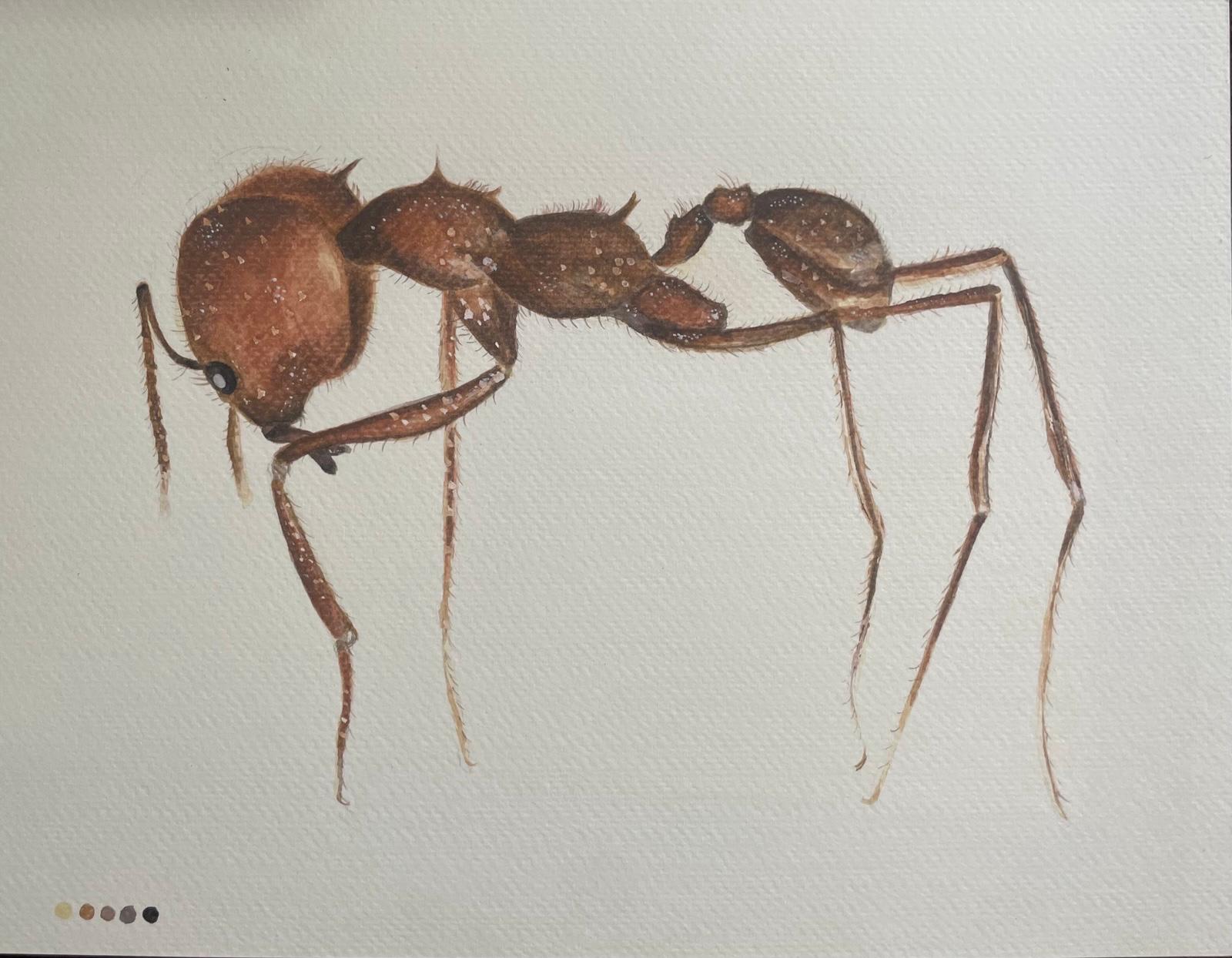 Tamaño hormiga, acuarela de Ruby