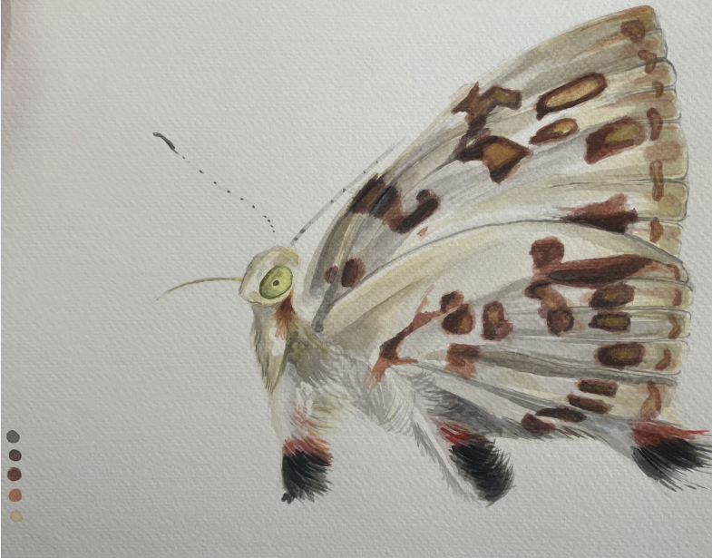 Vuelo de mariposa, acuarela de Ruby
